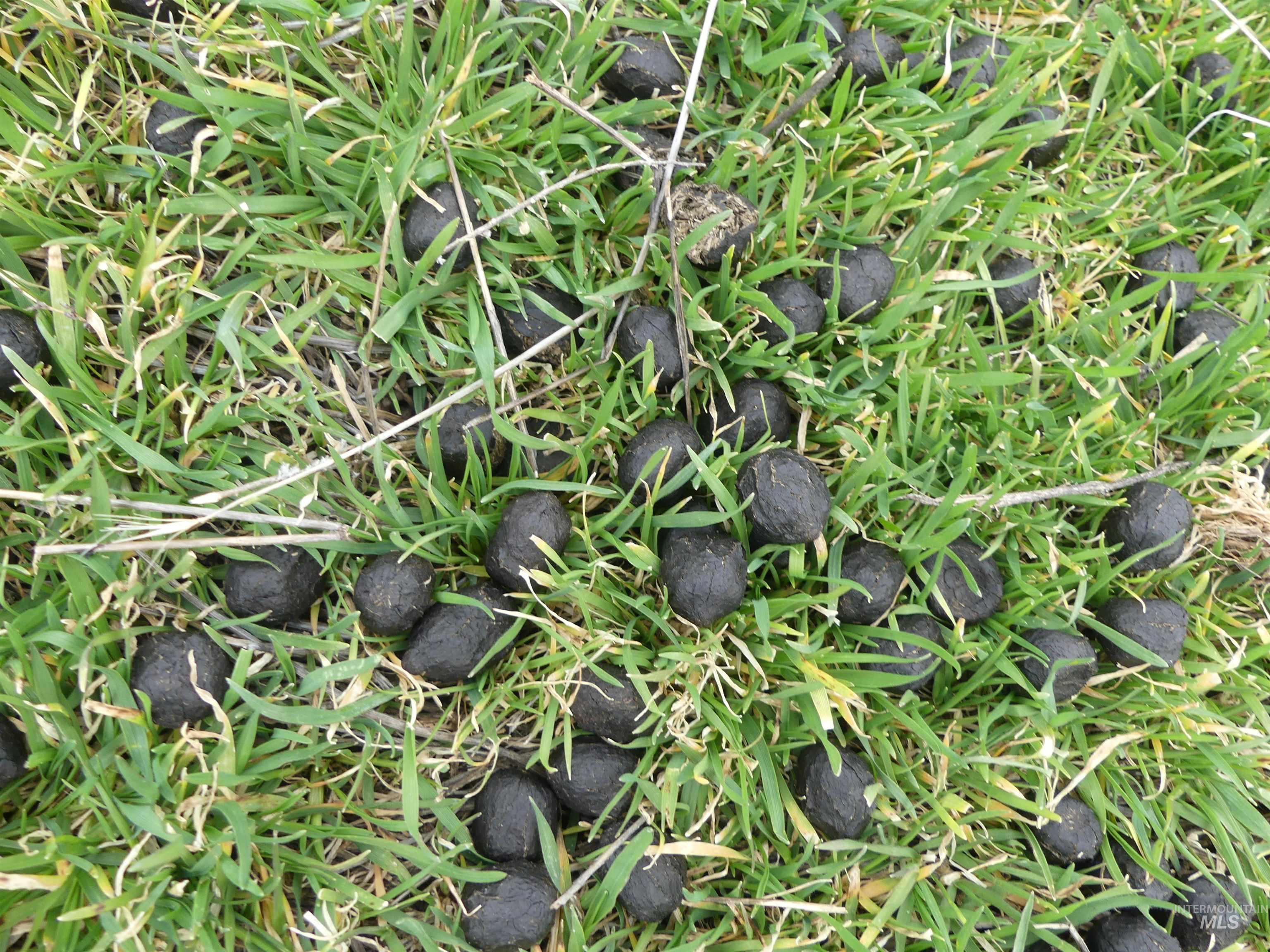 260 Slate Creek Road White Bird, ID 83554 - Photo 46 of 50 Exterior view