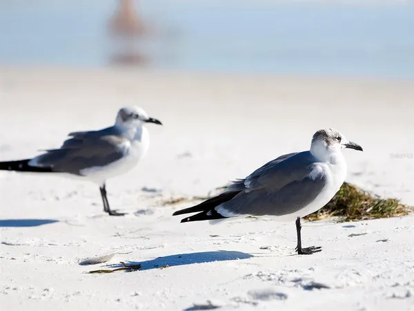 $4,500 | 3049 Wood Street, Sarasota, FL 34237