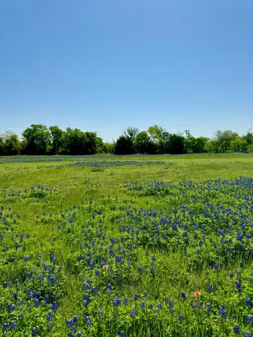 a view of a lush green space
