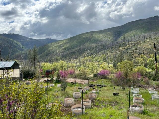 15923 Log Cabin Road French Gulch, CA 96033 - Photo 9 of 24 a view of a garden