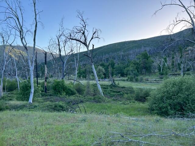 15923 Log Cabin Road French Gulch, CA 96033 - Photo 10 of 24 a view of a lush green forest