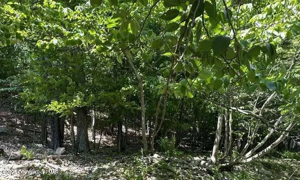 a view of a tree