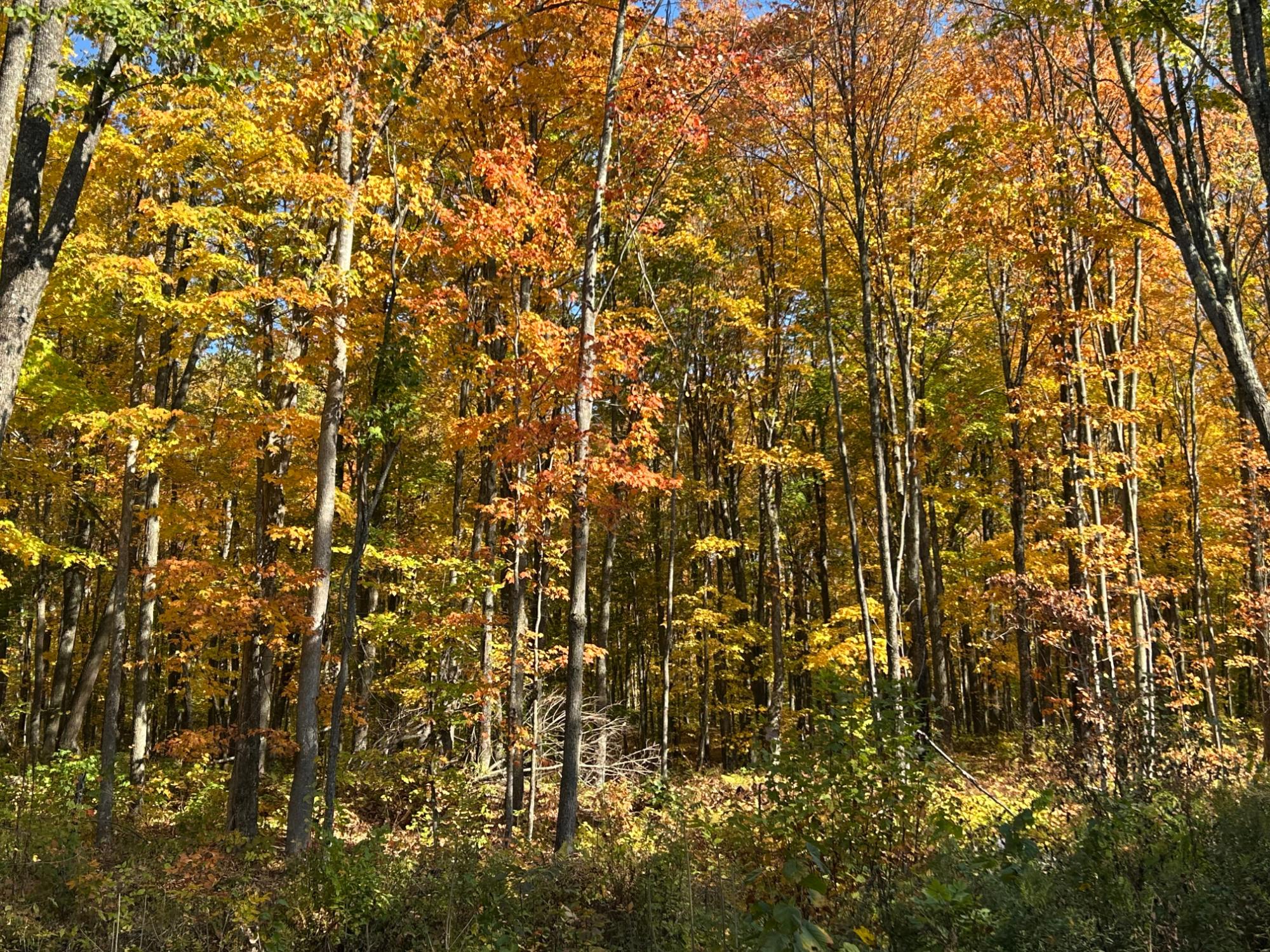 5346 Glacier Ridge Road Crandon, WI 54520 - Photo 18 of 20 Gallery Image 18