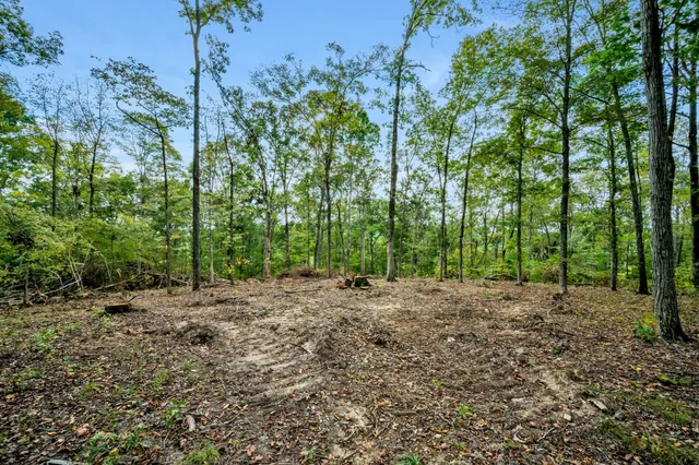 a view of a lush green forest