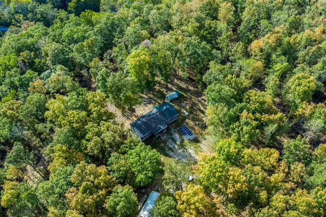 a view of a lush green forest with lots of trees