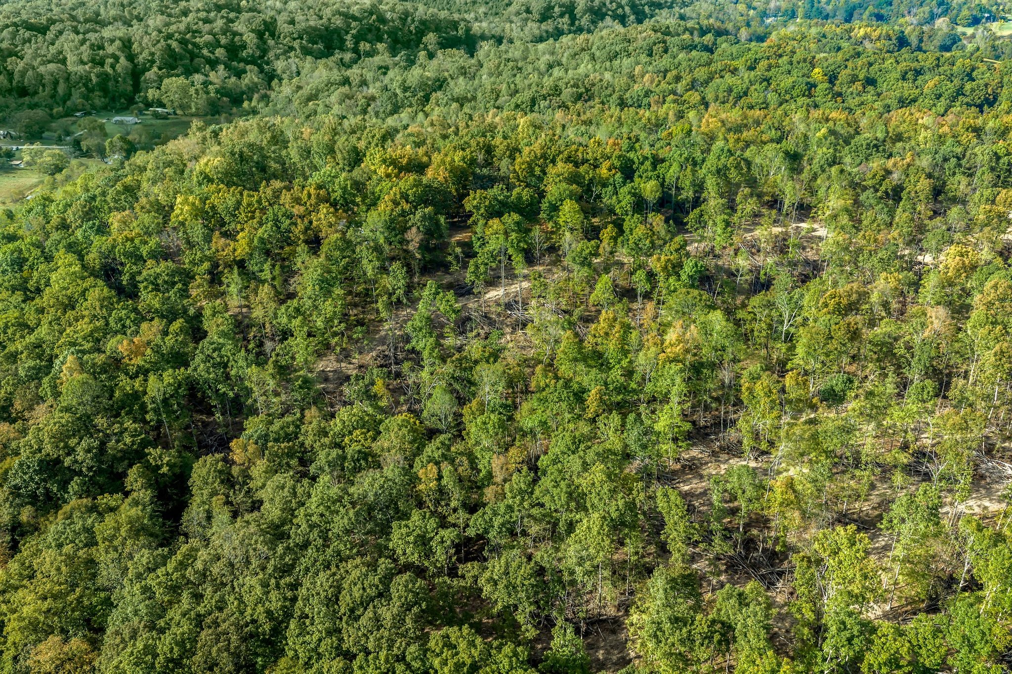 399 Coaling Road Charlotte, TN 37036 - Photo 63 of 73 a view of a lush green forest with a tree