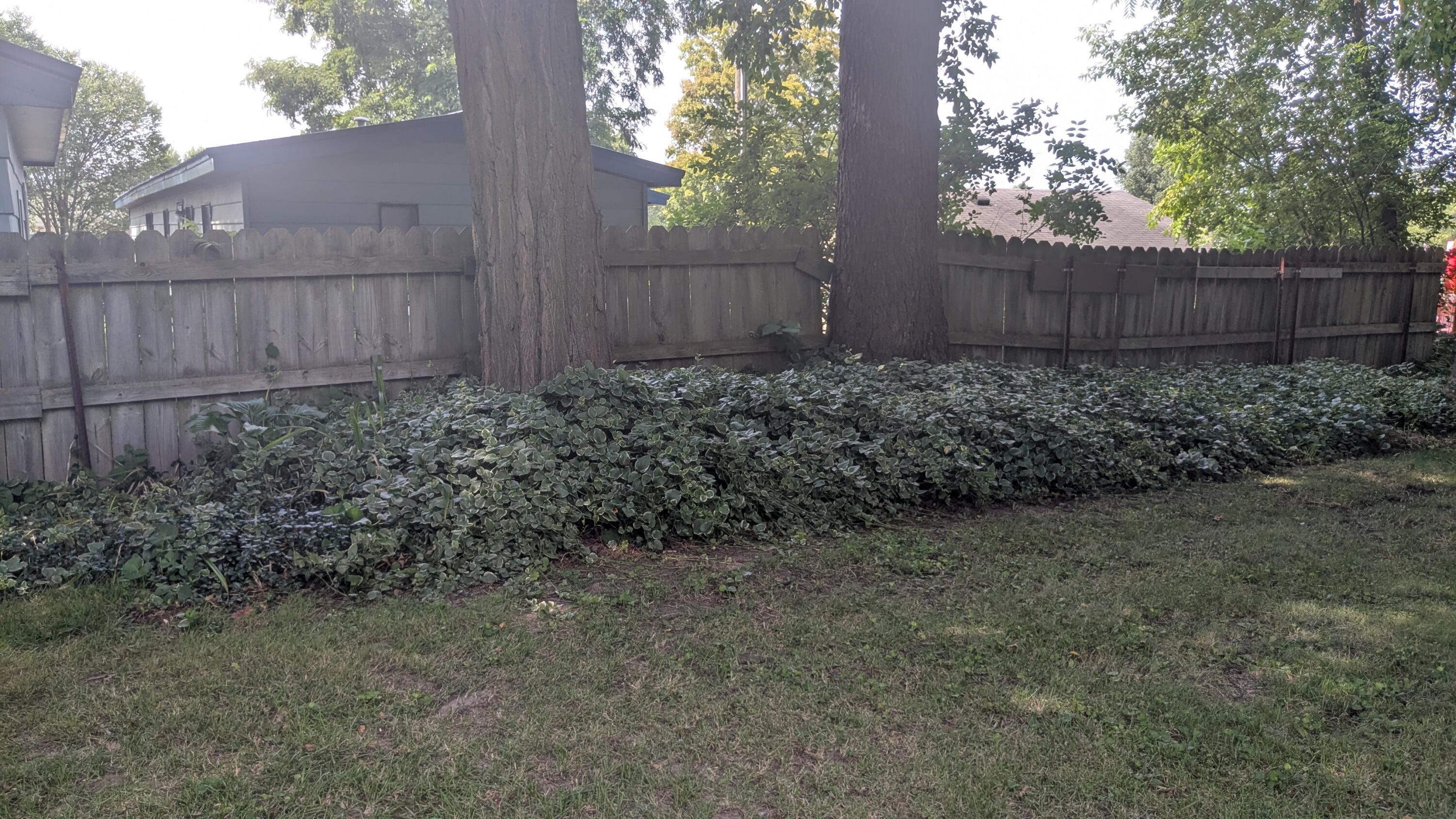 12220 Maple Street Bear Lake, MI 49614 - Photo 2 of 56 Beautiful Ground Cover