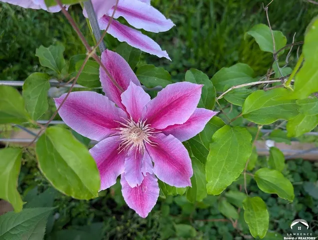 $394,900 | 1240 Rhode Island Street, Lawrence, KS 66044