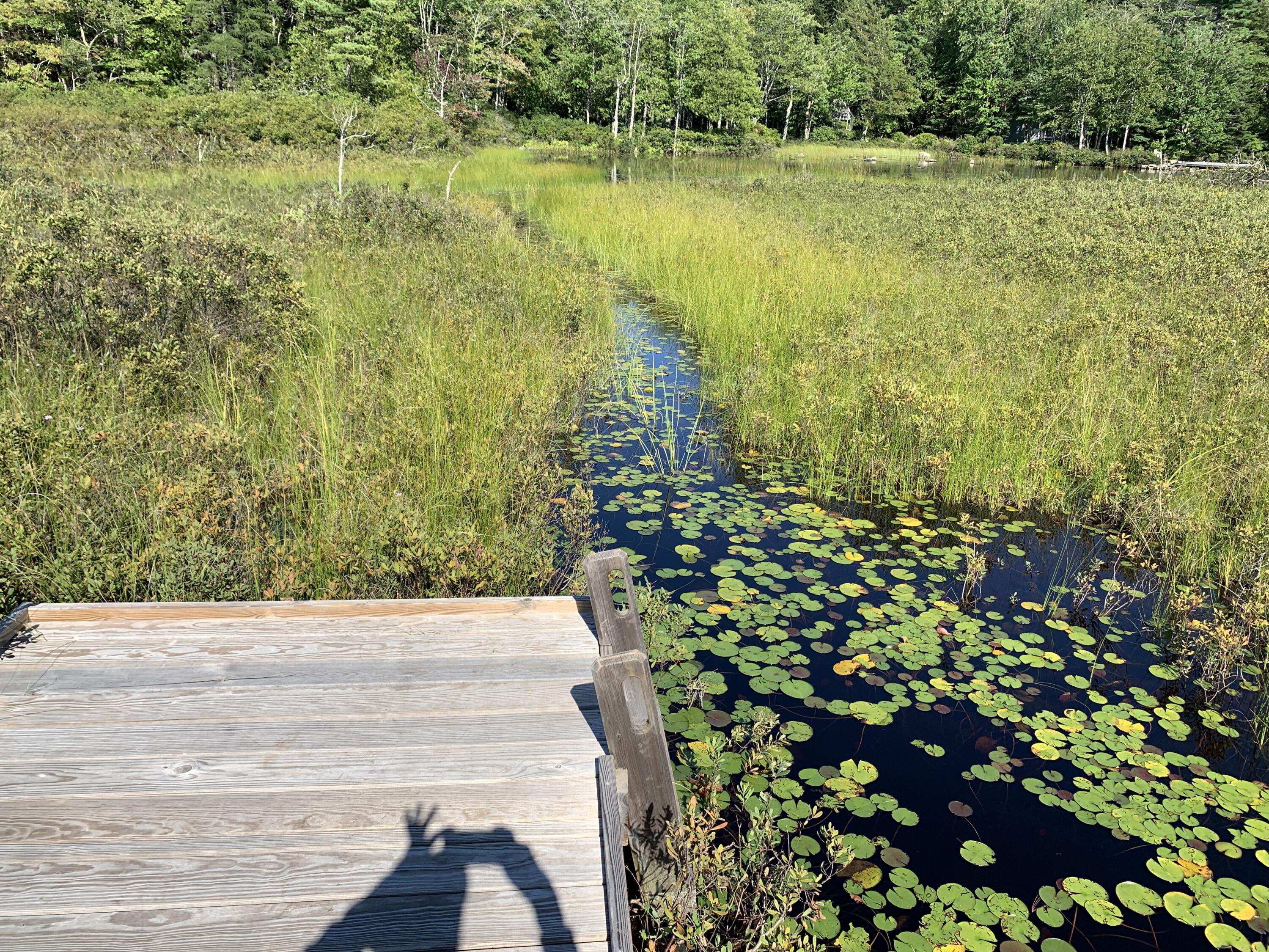 8 Lakeside Road Mount Desert, ME 04660 - Photo 5 of 11 IMG_6275