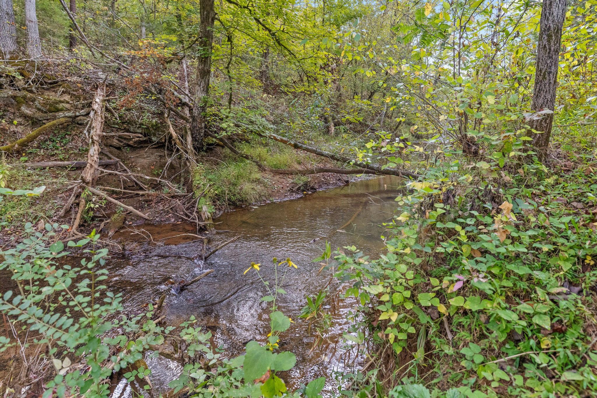 2 Lick Creek Road Tellico Plains, TN 37385 - Photo 2 of 5 a view of a lake with lots of bushes