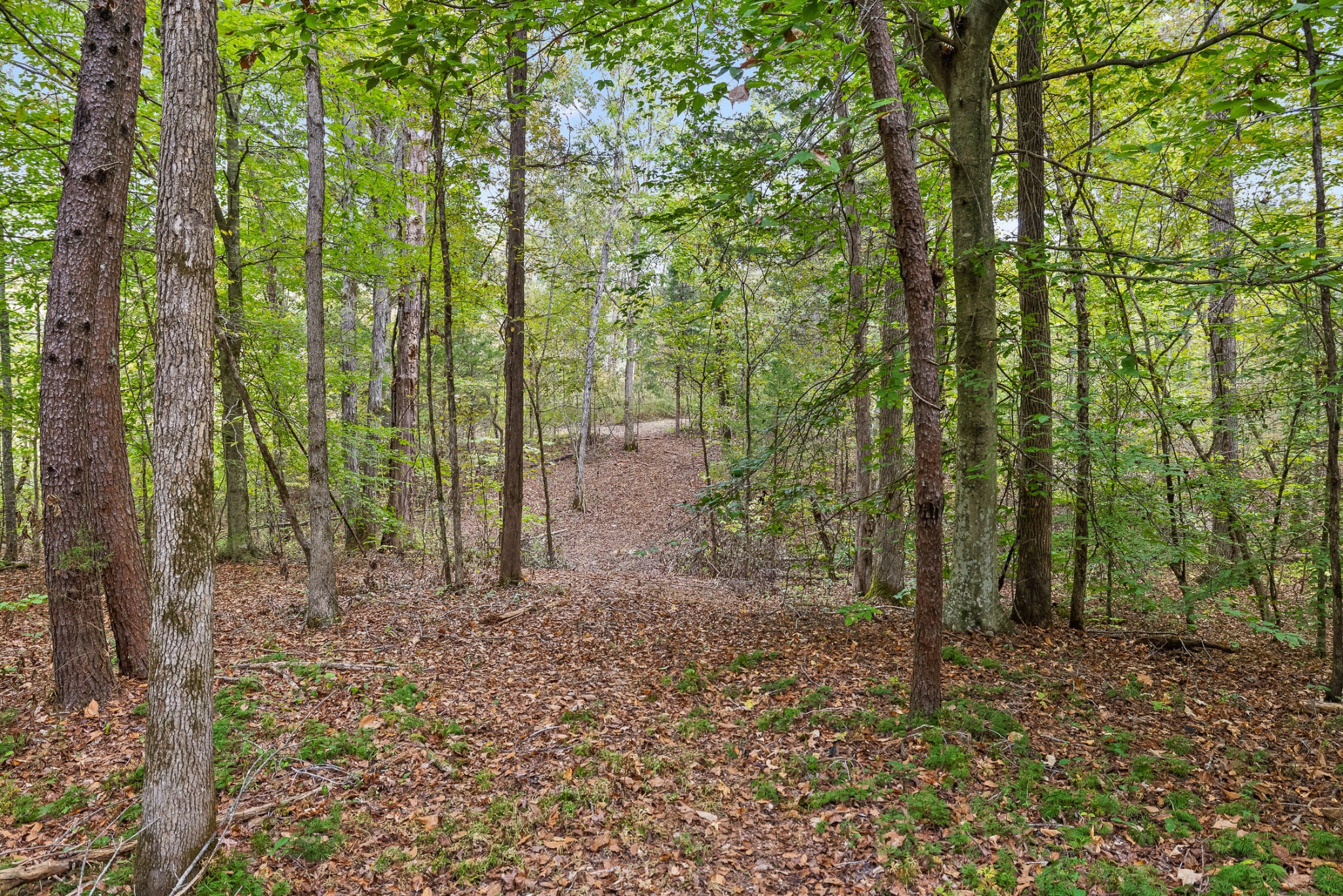 2 Lick Creek Road Tellico Plains, TN 37385 - Photo 4 of 5 a view of a forest that has large trees