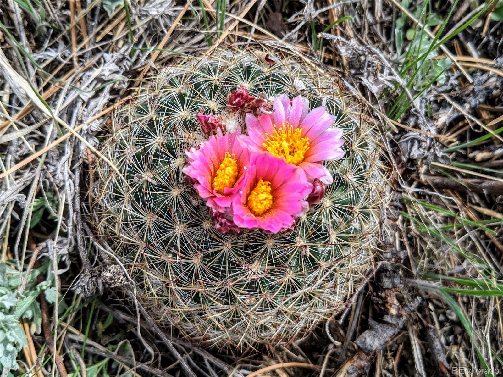 25421 Westridge Road Golden, CO 80403 - Photo 22 of 35