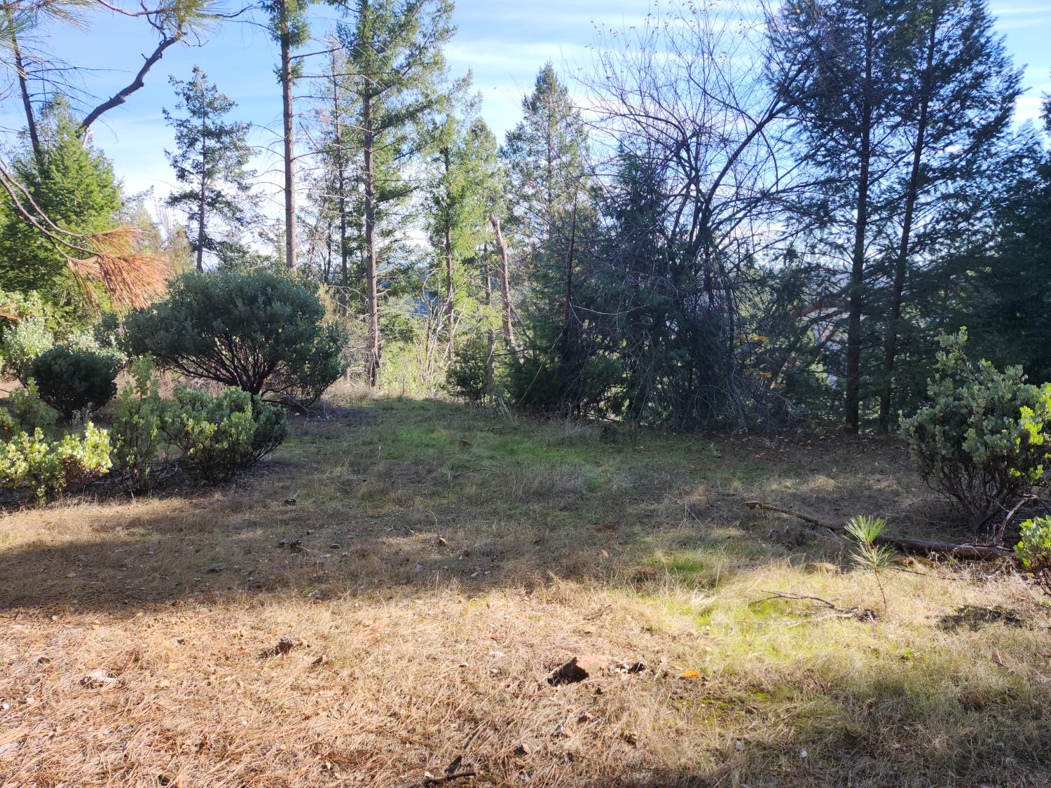 a view of a yard with a tree