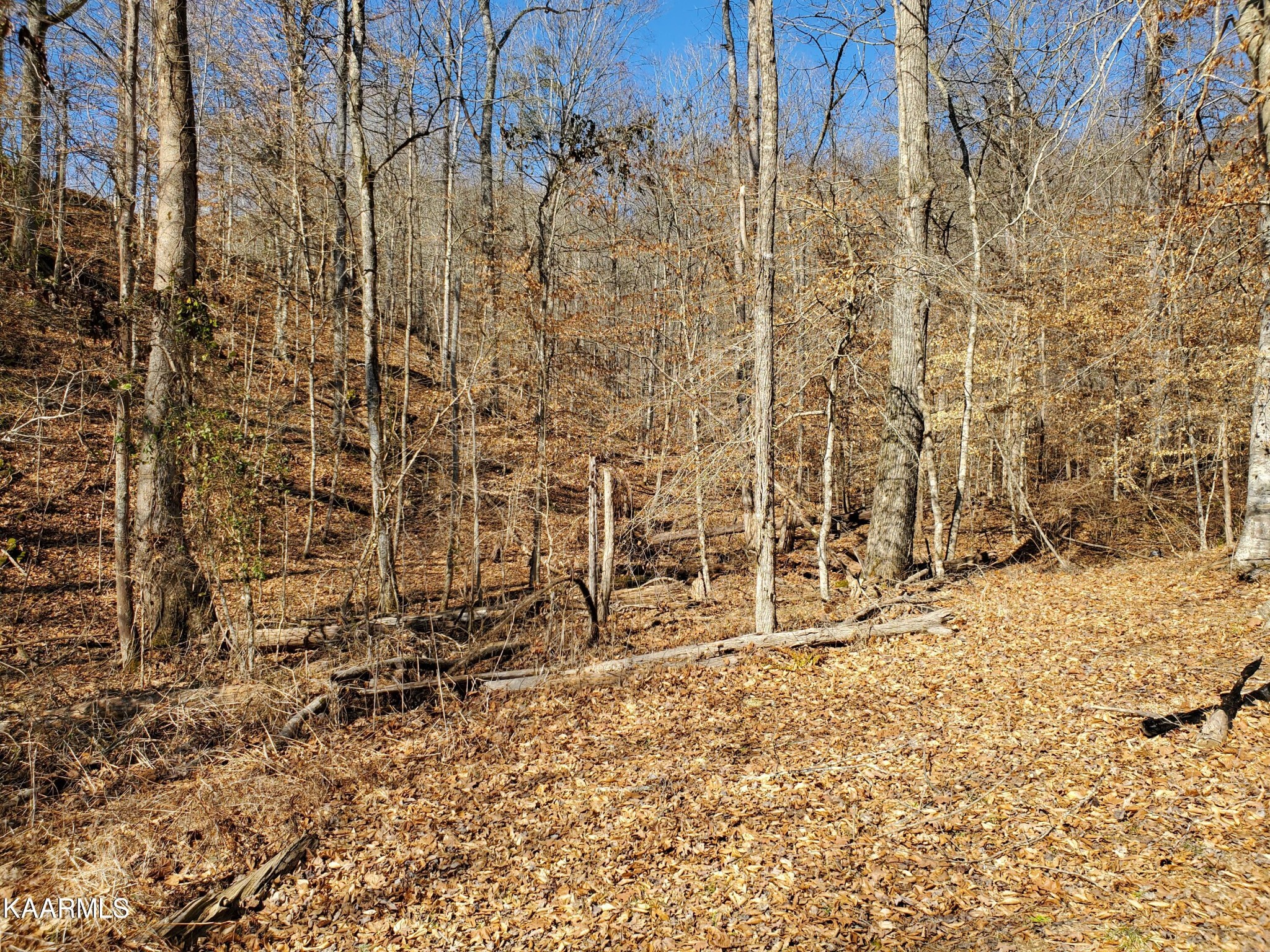 0 Lick Branch Road New Tazewell, TN 37825 - Photo 21 of 24 Gallery Image 21