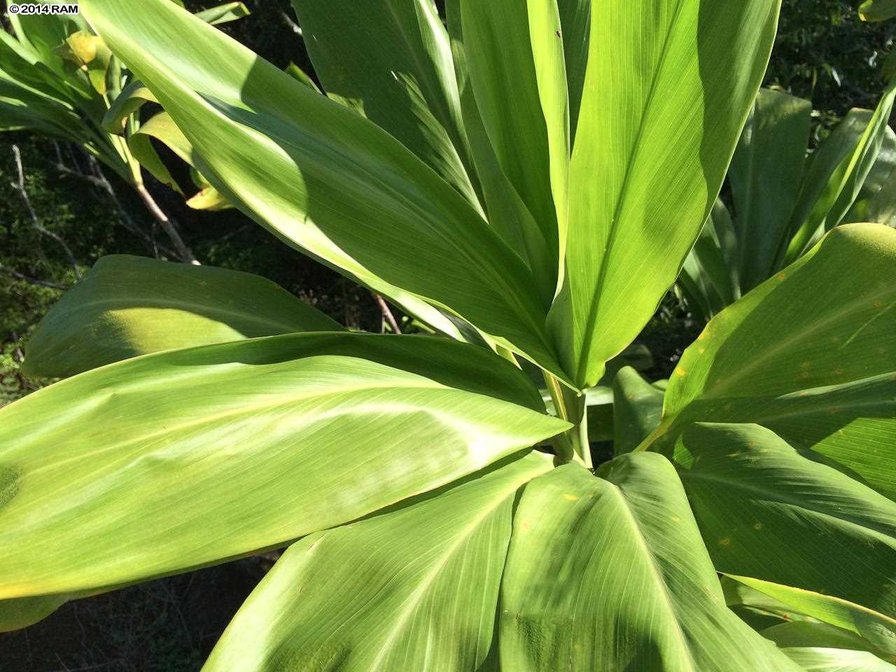 0 Leleaka Place, Unit LOT 3K Haiku, HI 96708 - Photo 11 of 12 a view of a yard