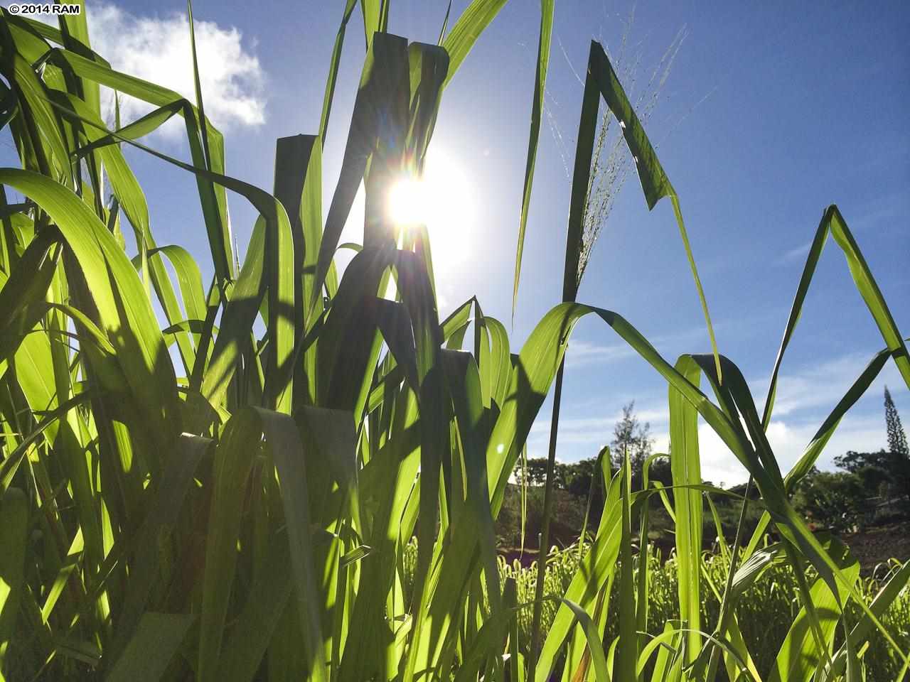 0 Leleaka Place, Unit LOT 3K Haiku, HI 96708 - Photo 9 of 12