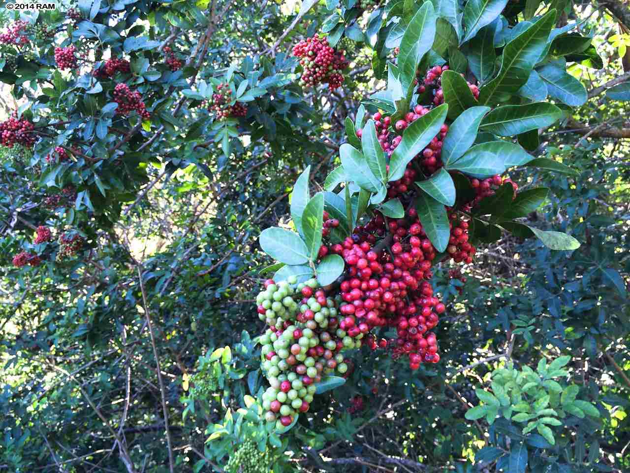 0 Leleaka Place, Unit LOT 3K Haiku, HI 96708 - Photo 10 of 12 a flower view