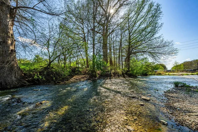 a view of a yard with plants and large trees