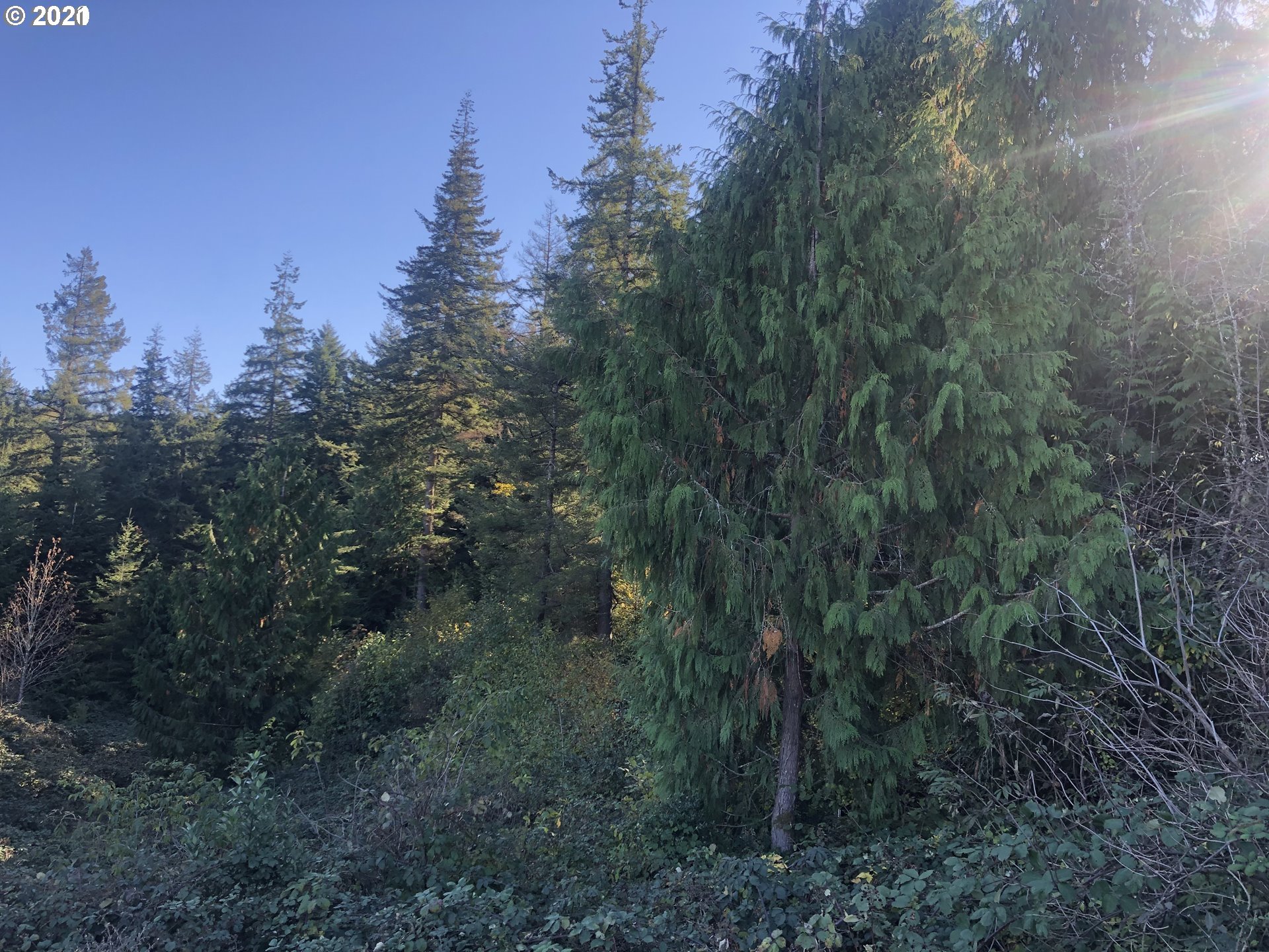 57198 Fat Elk Road Coquille, OR 97423 - Photo 12 of 17