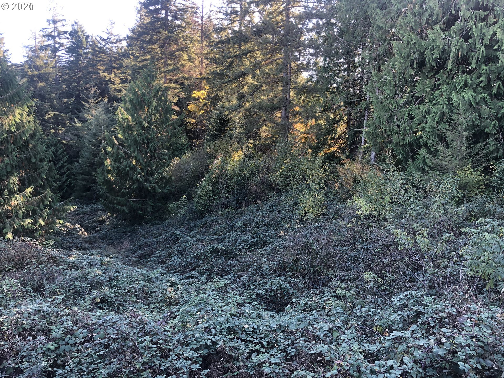 57198 Fat Elk Road Coquille, OR 97423 - Photo 13 of 17