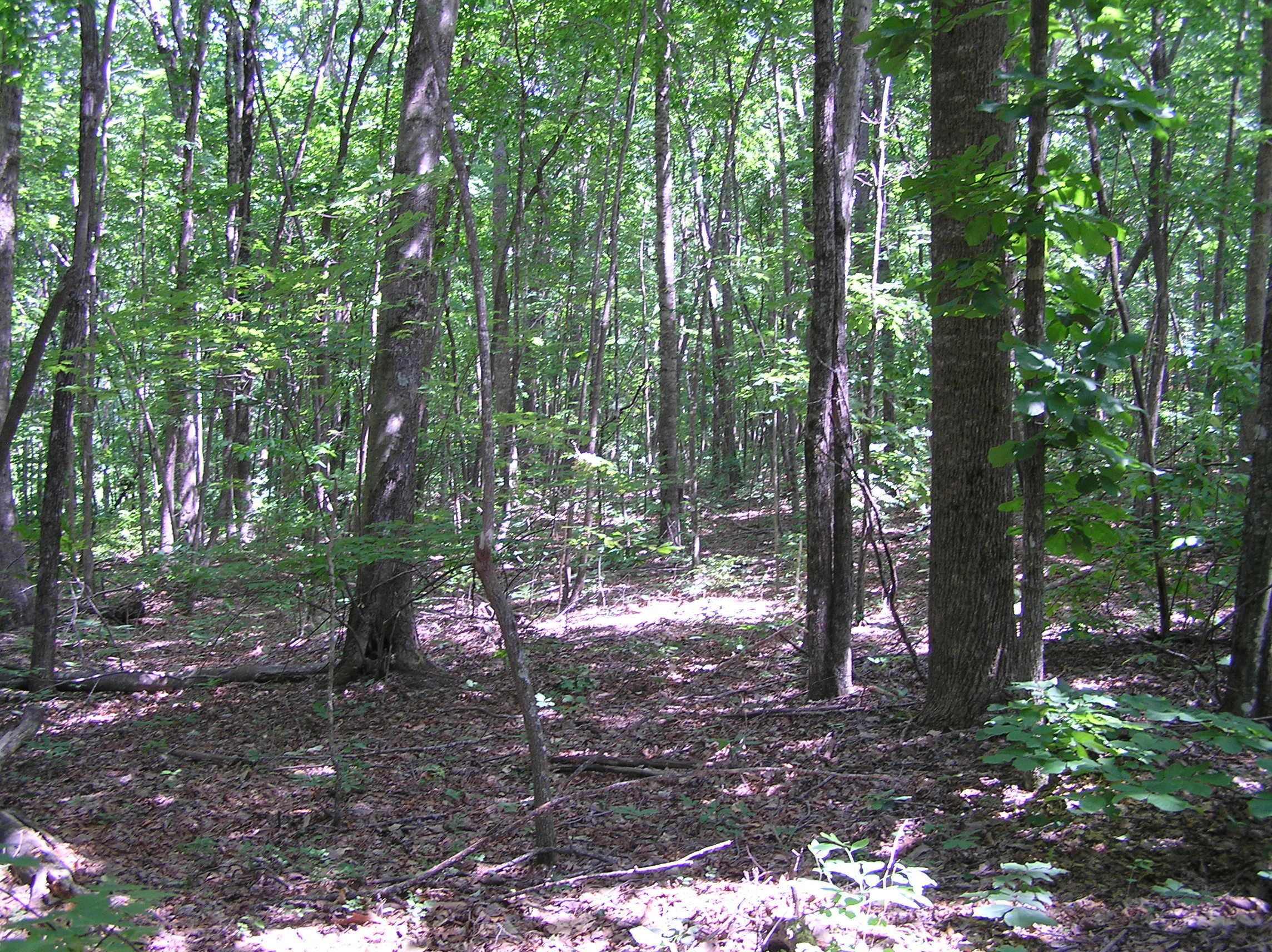 800 Raven Cliff Road Graysville, TN 37338 - Photo 14 of 32 3 acres 002