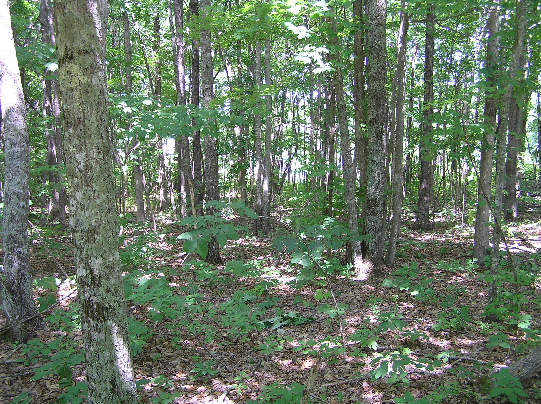 800 Raven Cliff Road Graysville, TN 37338 - Photo 15 of 32 3 acres 001