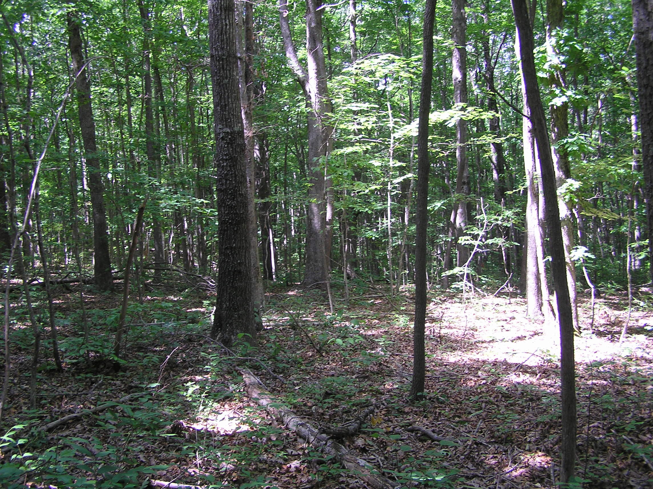 800 Raven Cliff Road Graysville, TN 37338 - Photo 16 of 32 3 acres 005