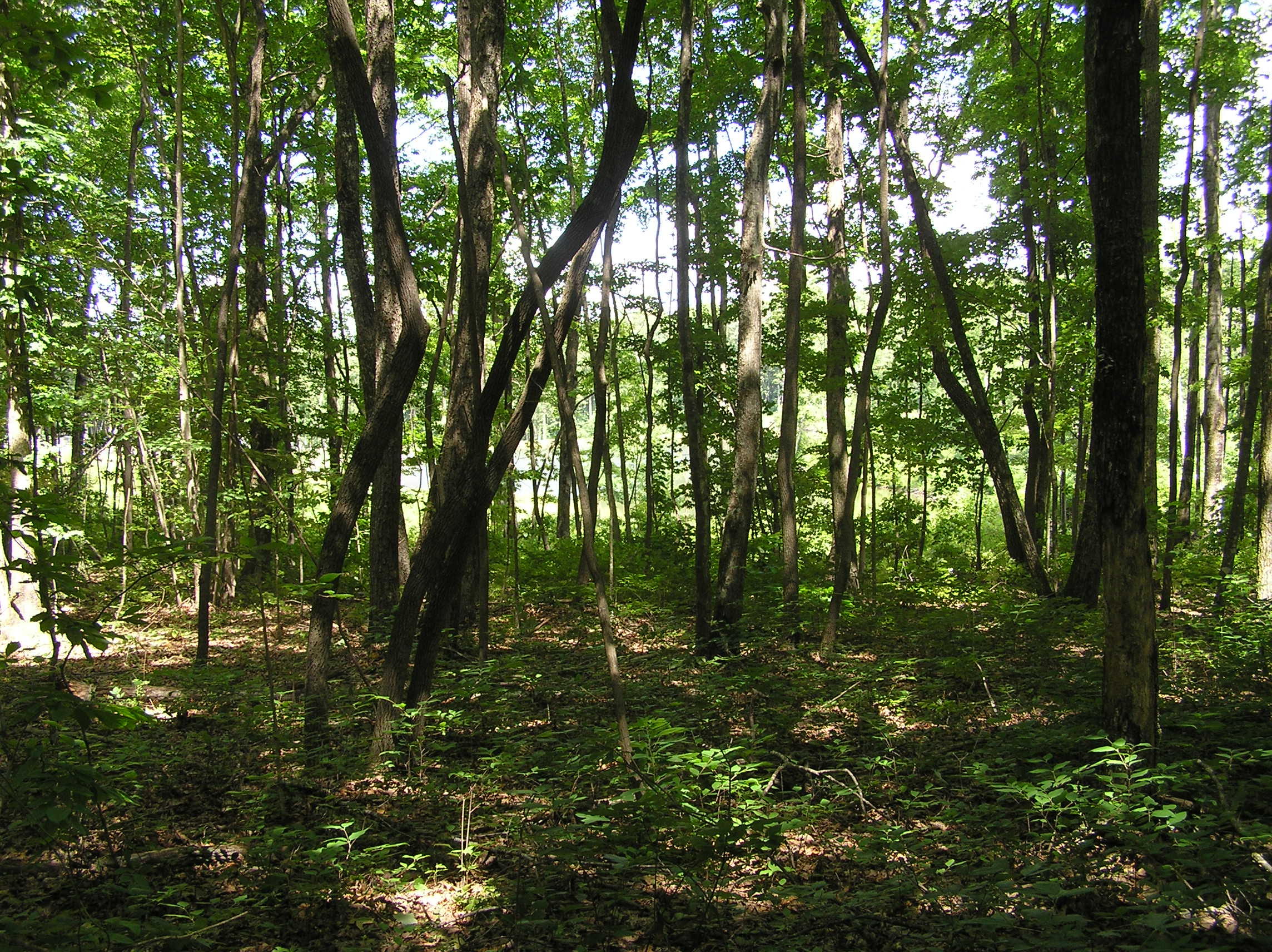800 Raven Cliff Road Graysville, TN 37338 - Photo 17 of 32 3 acres 003
