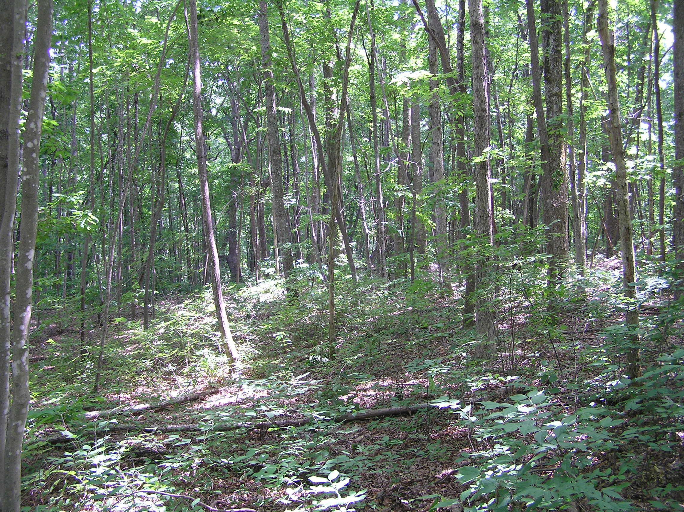 800 Raven Cliff Road Graysville, TN 37338 - Photo 18 of 32 3 acres 004