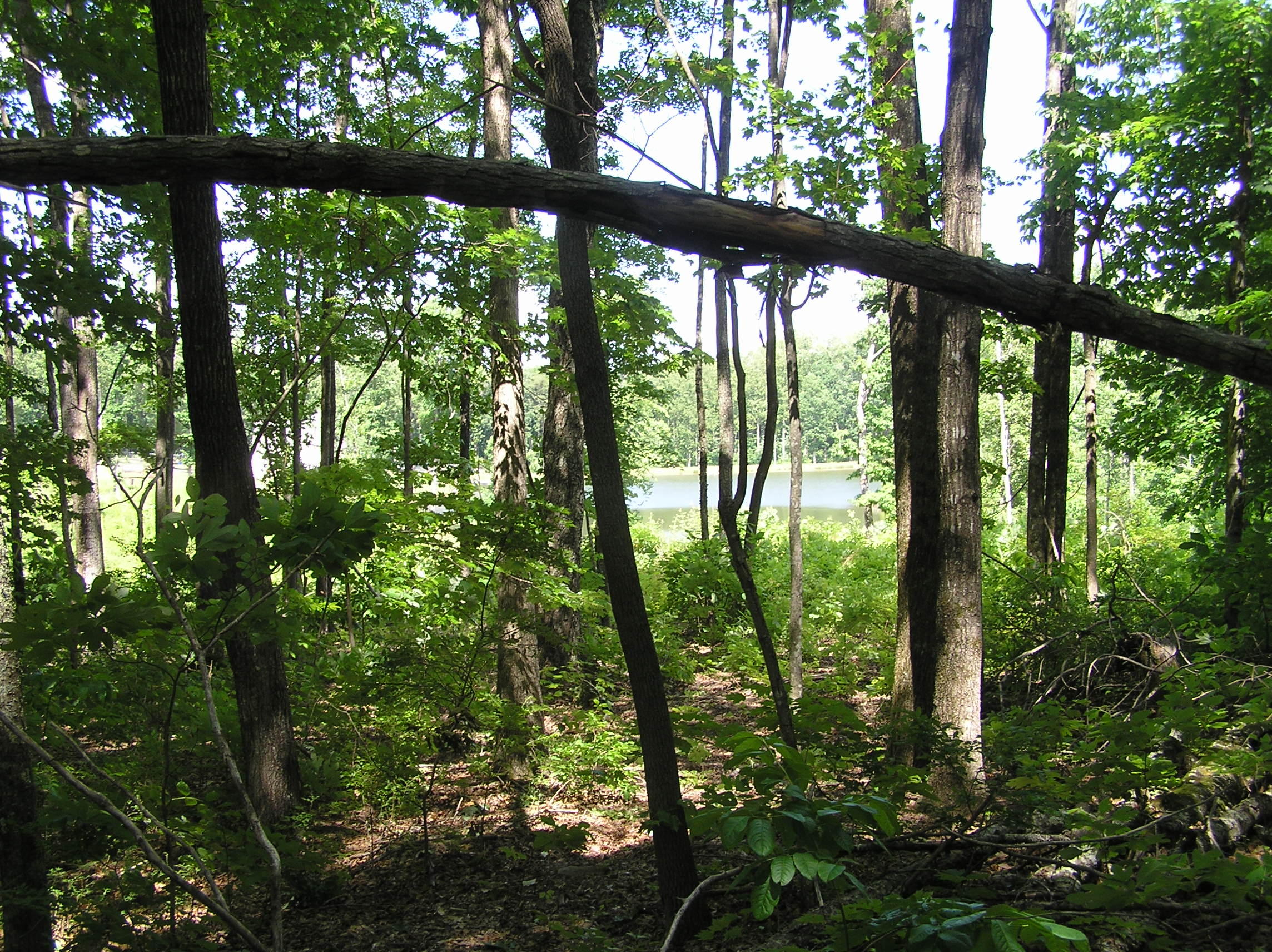 800 Raven Cliff Road Graysville, TN 37338 - Photo 23 of 32 3 acres 010