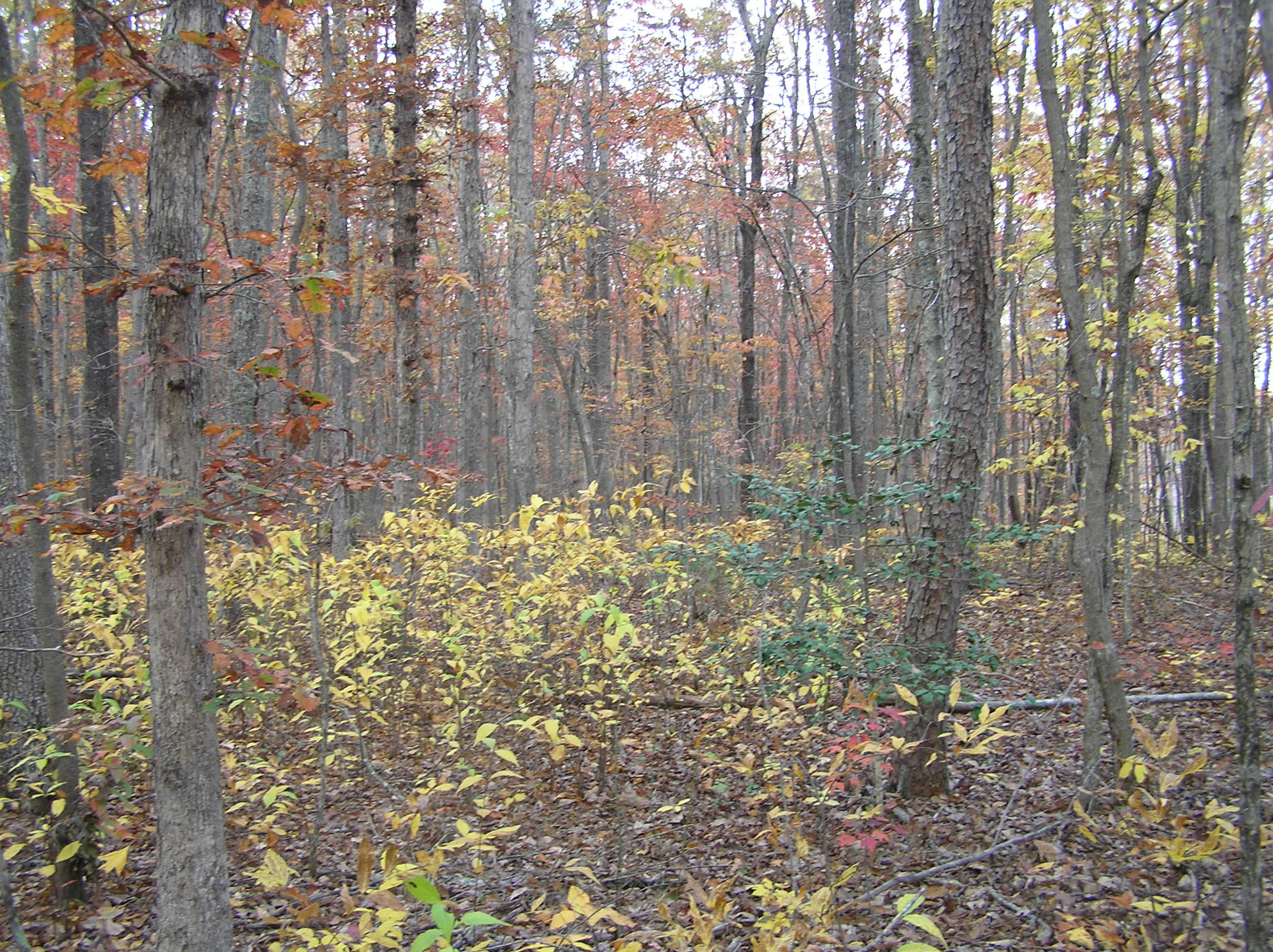800 Raven Cliff Road Graysville, TN 37338 - Photo 25 of 32 savage 068