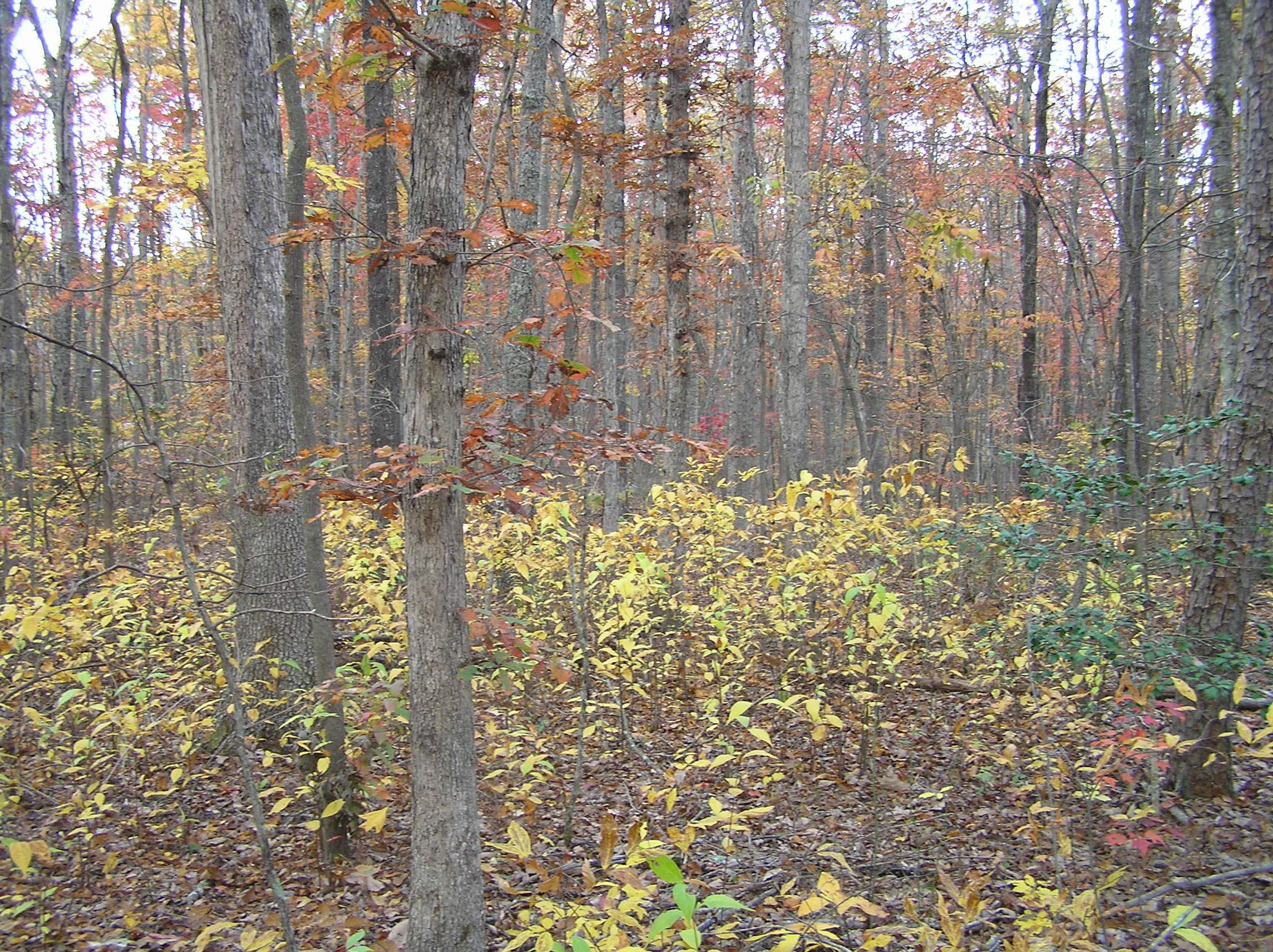 800 Raven Cliff Road Graysville, TN 37338 - Photo 27 of 32 savage 070