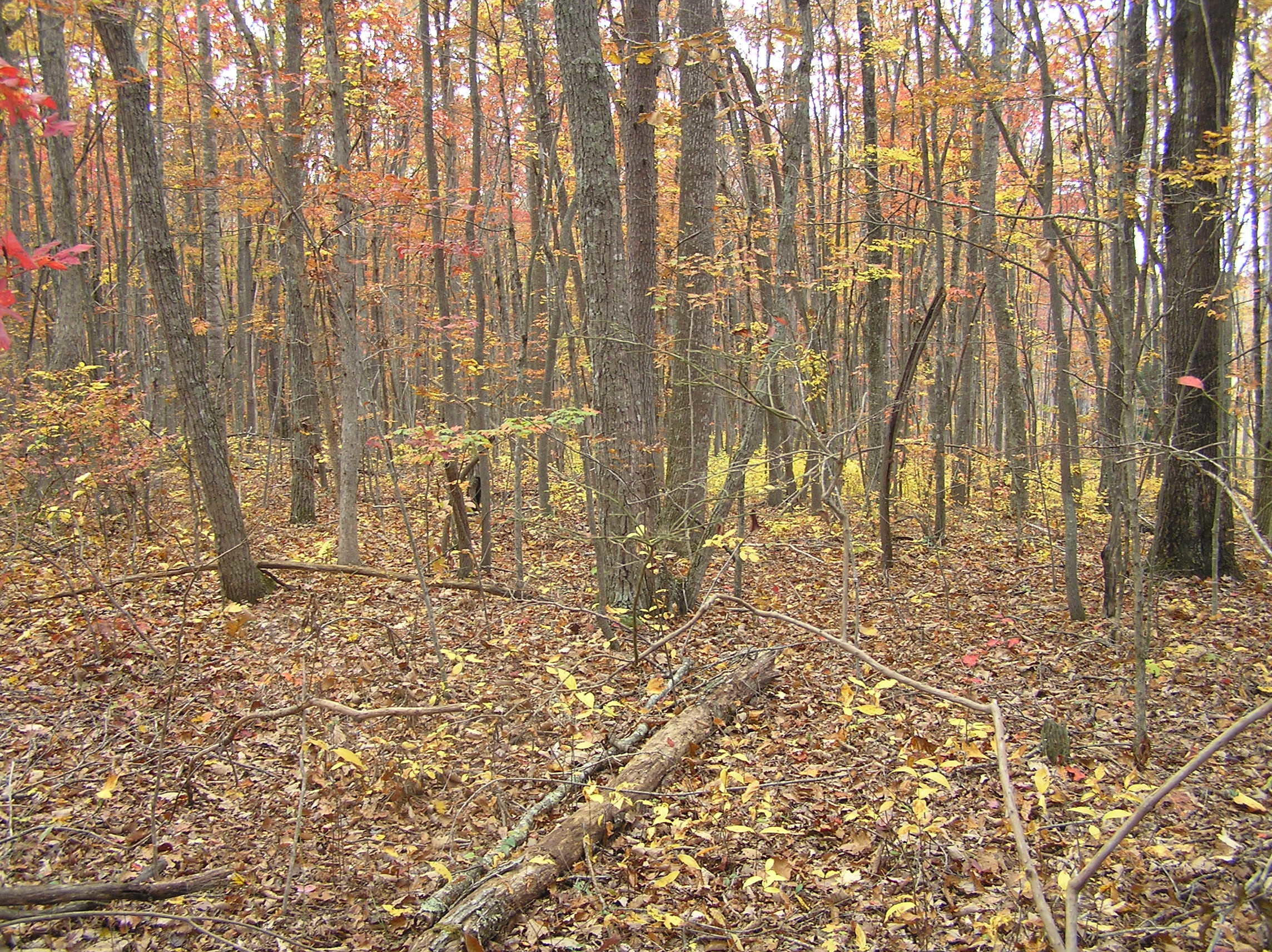 800 Raven Cliff Road Graysville, TN 37338 - Photo 28 of 32 savage 072