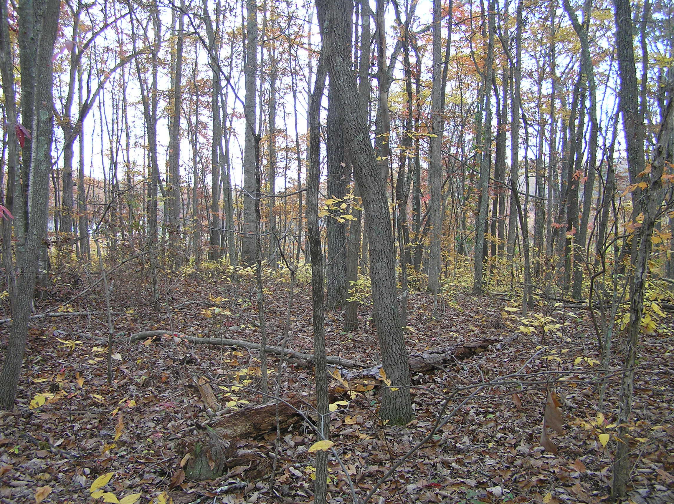 800 Raven Cliff Road Graysville, TN 37338 - Photo 6 of 32 savage 069