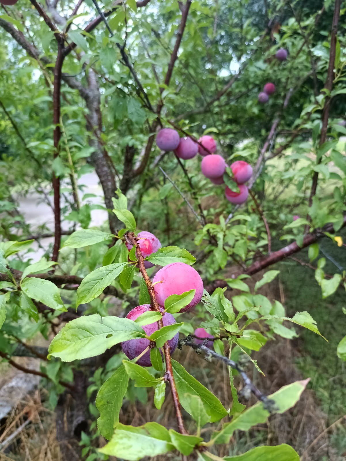 18106 Domino Road Waller, TX 77484 - Photo 6 of 16 Plum Trees