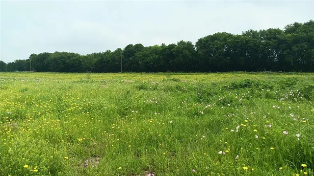 a view of garden with trees