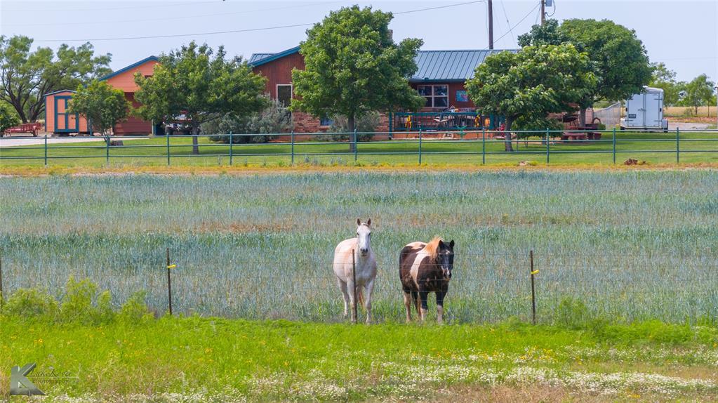 8608 Spinks Road Abilene, TX 79603 - Photo 40 of 40 Horses