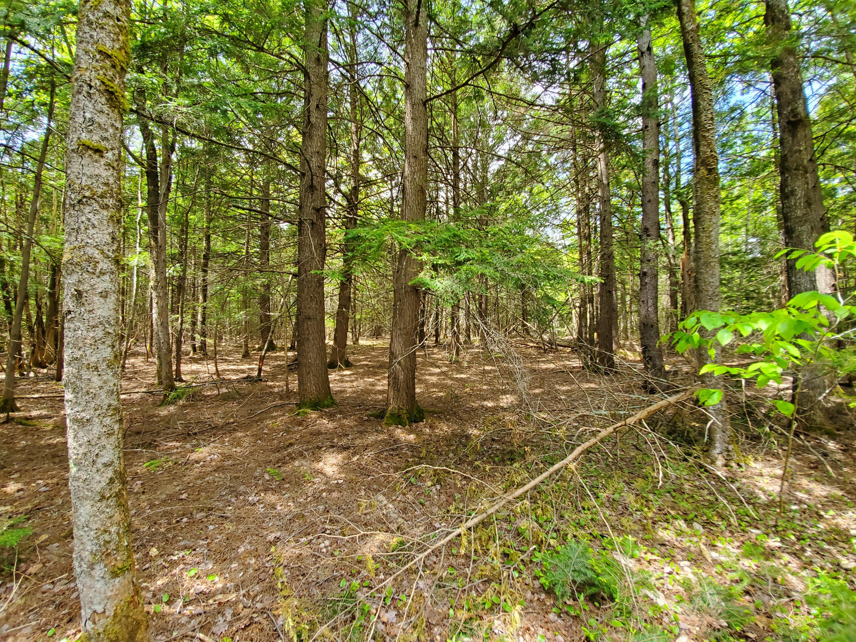 0 Merrill Road Levant, ME 04456 - Photo 22 of 28 20200528_121218