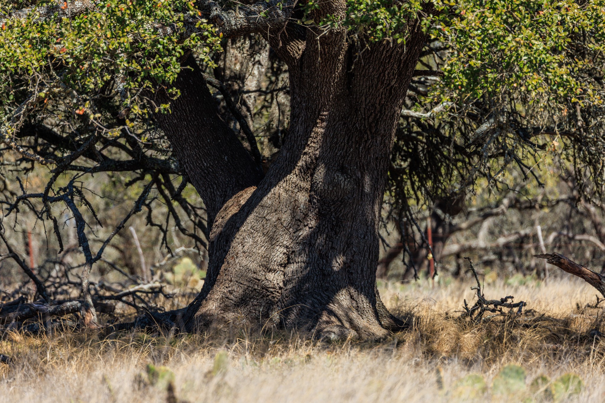 2020 Wendel Road Harper, TX 78631 - Photo 34 of 40 a view of tree
