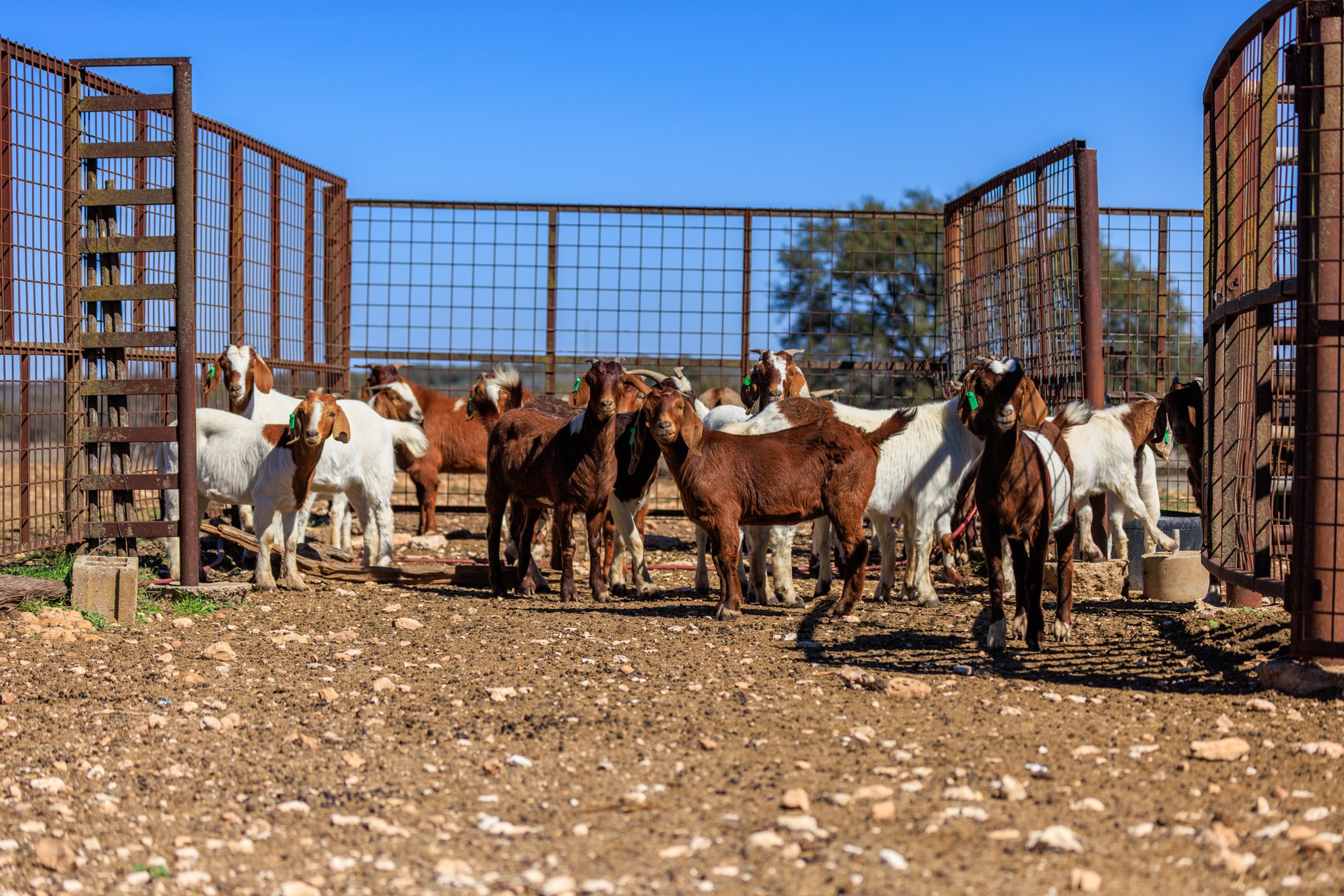 2020 Wendel Road Harper, TX 78631 - Photo 8 of 40 a view of a house with street