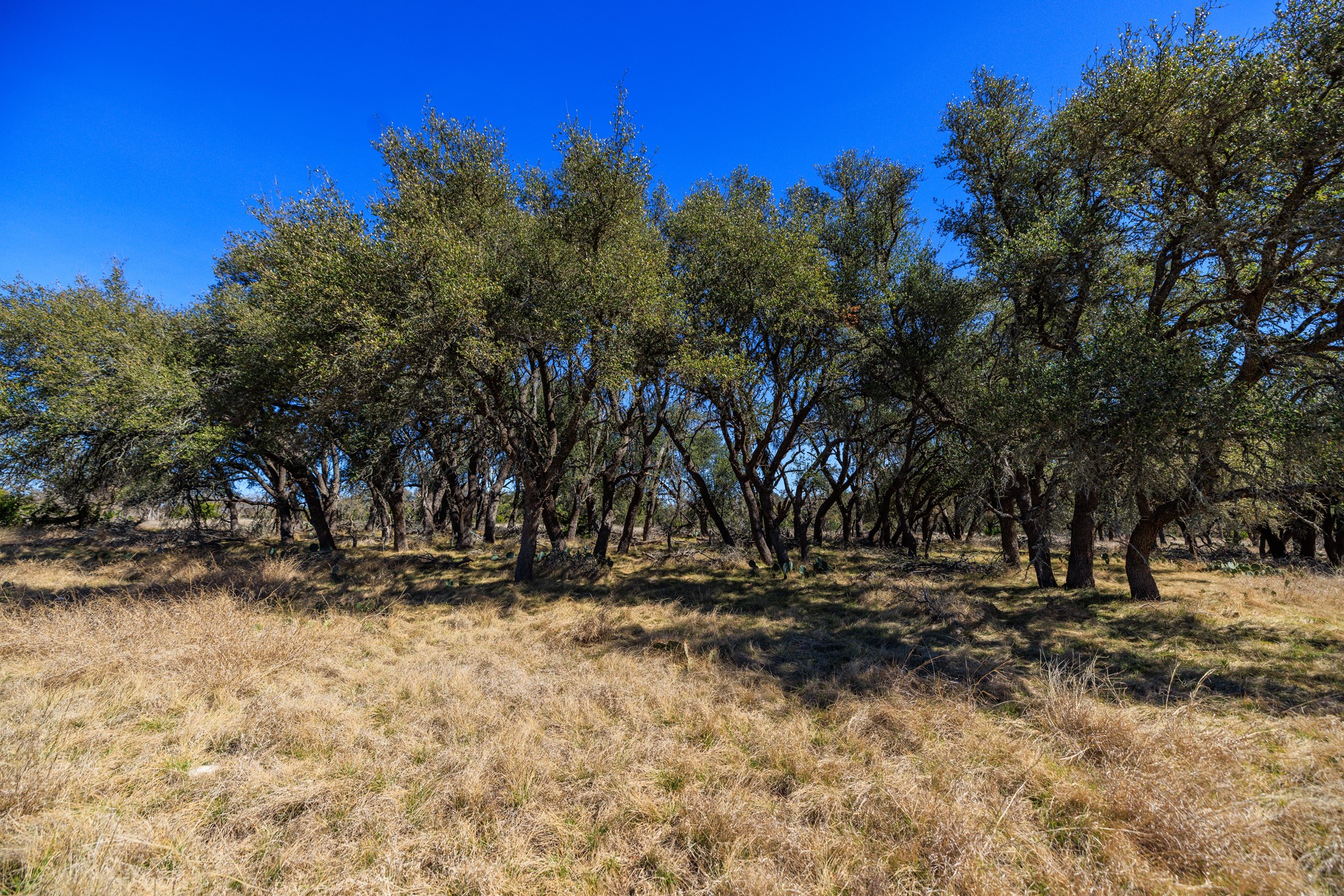 2020 Wendel Road Harper, TX 78631 - Photo 9 of 40 a view of outdoor space with trees