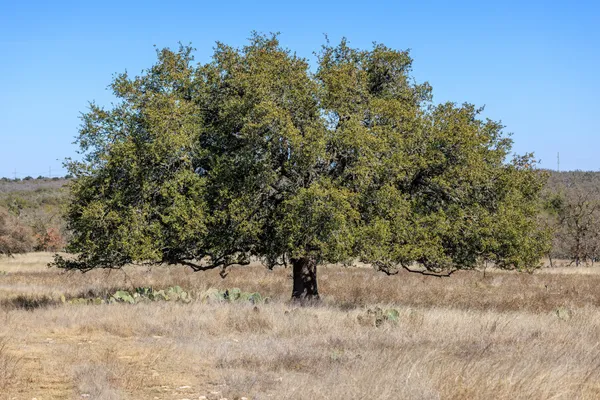 a view of a dry yard with trees