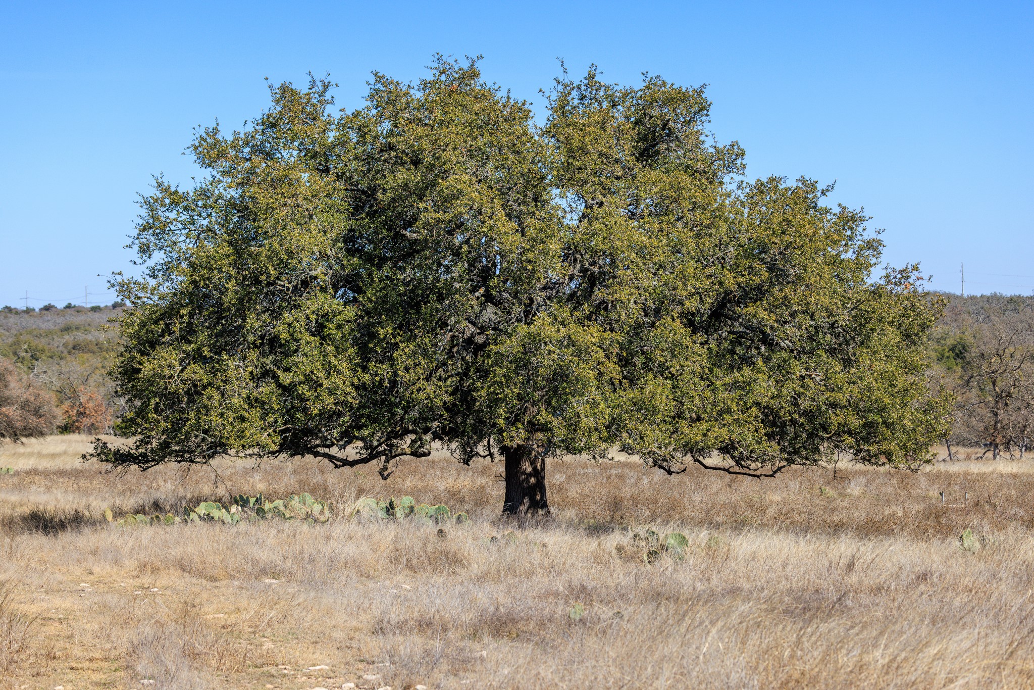 2020 Wendel Road Harper, TX 78631 - Photo 10 of 40 a view of a dry yard with trees