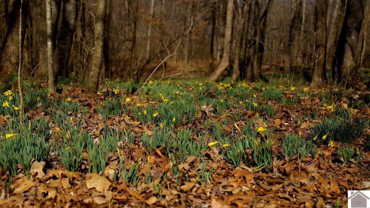 0 Wray Road Wingo, KY 42088 - Photo 12 of 39 Photo 12