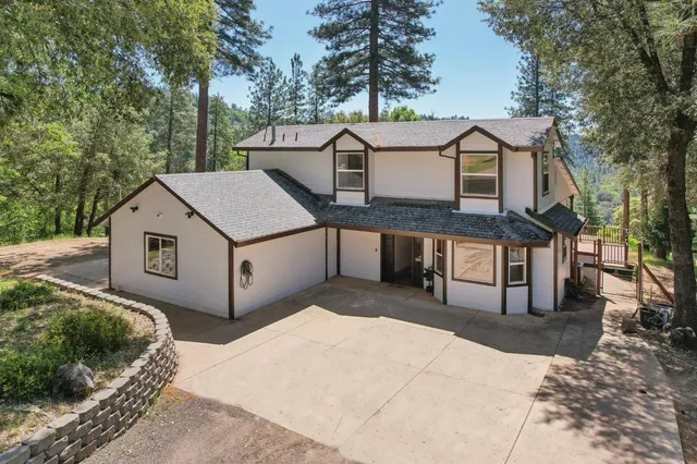 a view of a forest with a tree