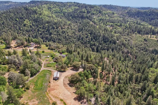 a view of a forest with trees in the background