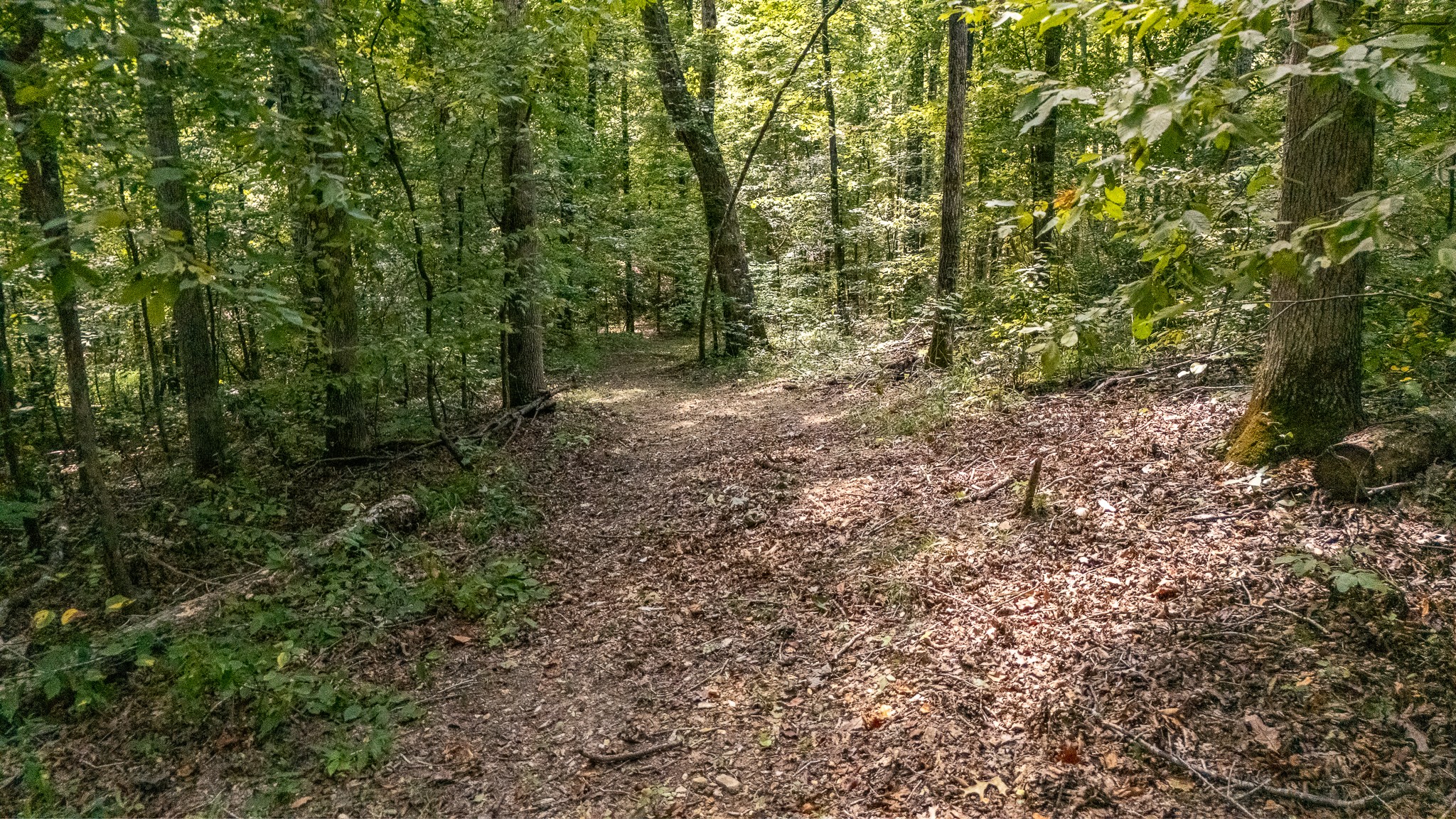 1239 Cherokee Road Waynesboro, TN 38485 - Photo 40 of 62 Gallery Image 40