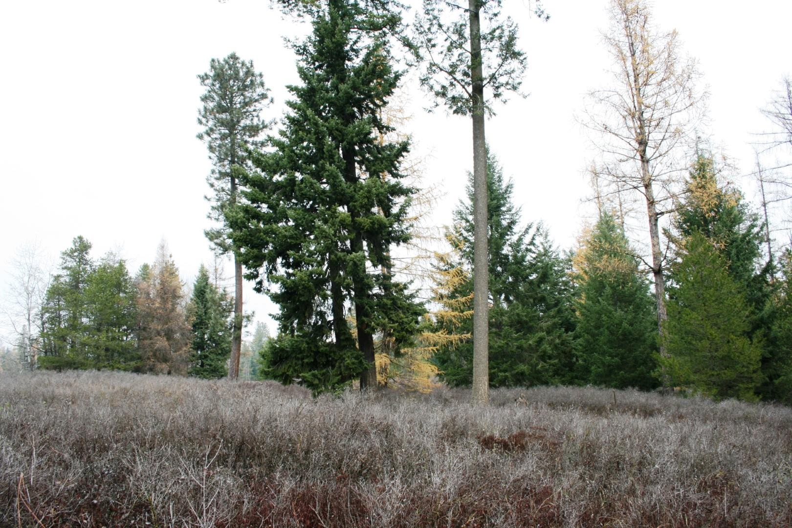 0 West Dahl Road Deer Park, WA 99006 - Photo 5 of 5