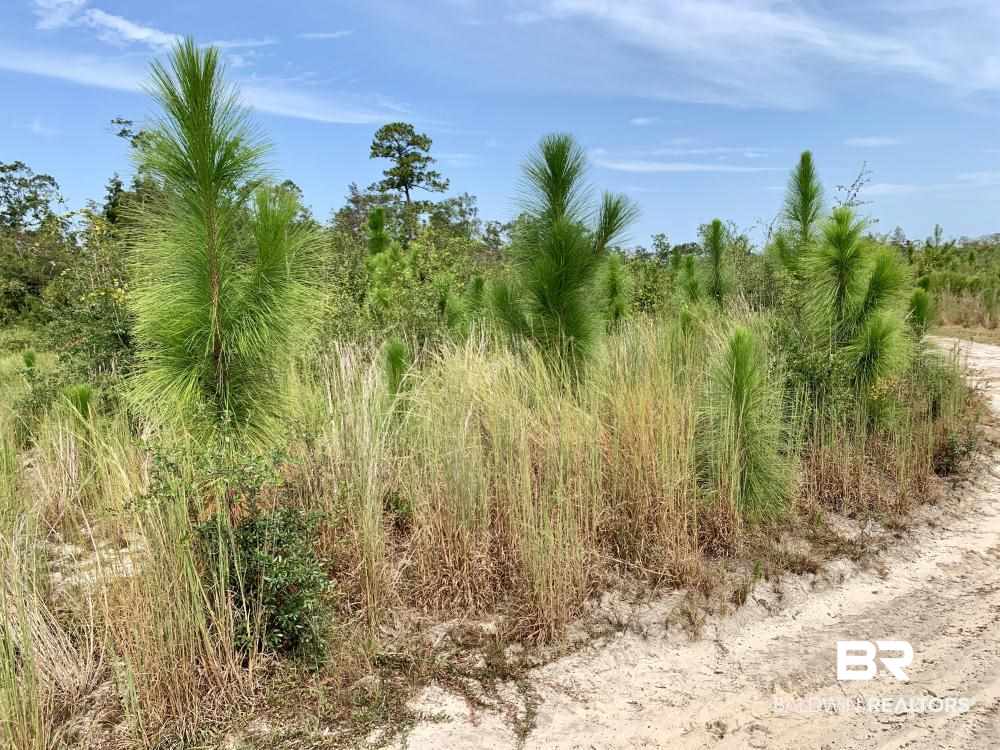 0 Country Road Mobile, AL 36608 - Photo 19 of 27