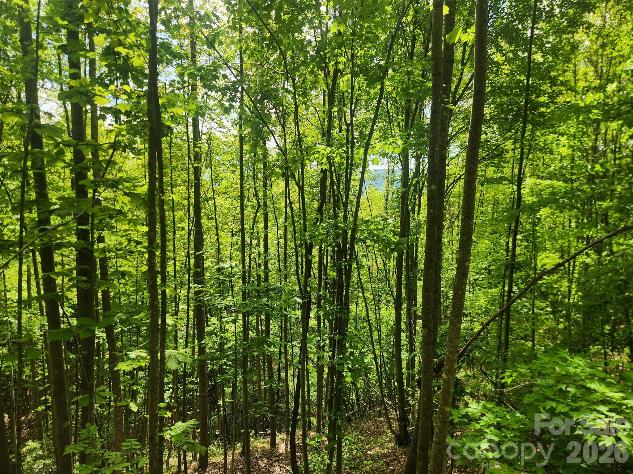 3024 Pearson Mountain Road Boomer, NC 28606 - Photo 33 of 39 Gallery Image 33